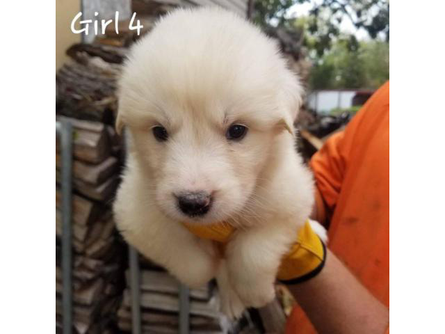 Great Pyrenees / Aussie puppies available in Lincoln, Nebraska