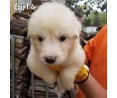 Great Pyrenees / Aussie puppies available - 4