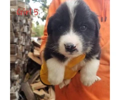 Great Pyrenees / Aussie puppies available - 5
