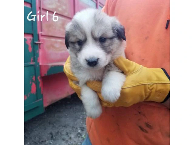 Great Pyrenees / Aussie puppies available - 6/10