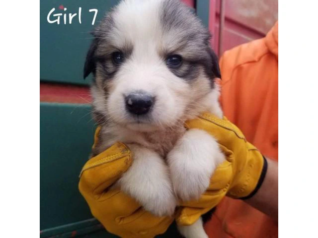 Great Pyrenees / Aussie puppies available - 7/10