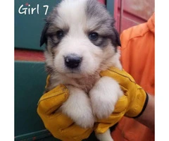 Great Pyrenees / Aussie puppies available - 7
