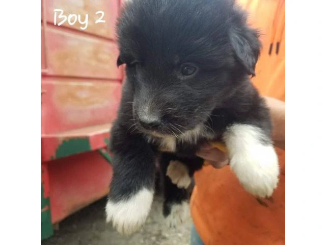 Great Pyrenees / Aussie puppies available - 8/10