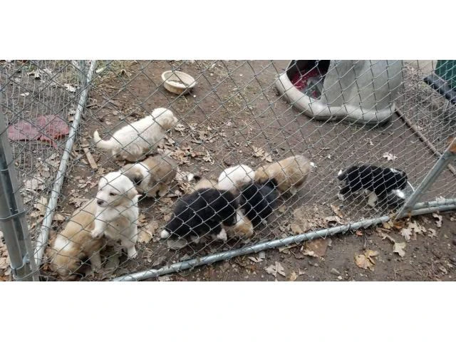 Great Pyrenees / Aussie puppies available - 10/10
