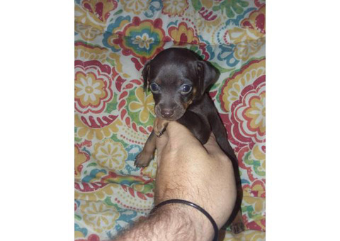 9 min pin puppies for sale