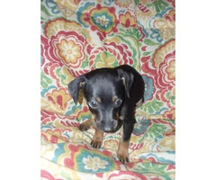 9 min pin puppies for sale - 3