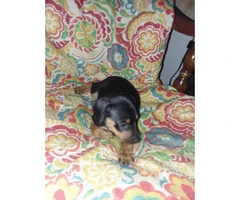 9 min pin puppies for sale - 4