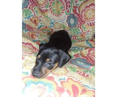 9 min pin puppies for sale - 5