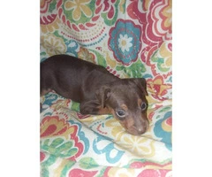 9 min pin puppies for sale - 6