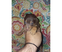 9 min pin puppies for sale - 7