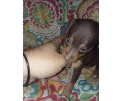9 min pin puppies for sale - 8
