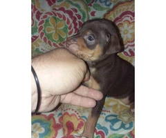 9 min pin puppies for sale - 9
