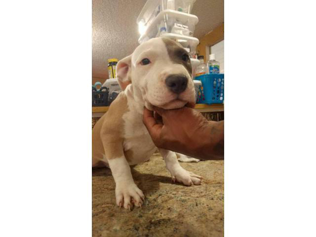 16 weeks old American bully puppy for sale in Mexico Beach