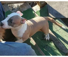16 weeks old American bully puppy for sale - 2