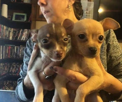 Chihuahuas for sale 2 boys and 3 girls