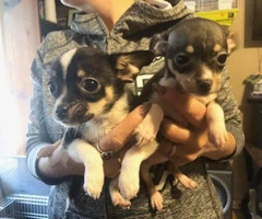 Chihuahuas for sale 2 boys and 3 girls - 2