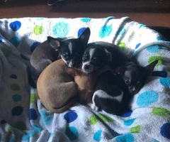 Chihuahuas for sale 2 boys and 3 girls - 3