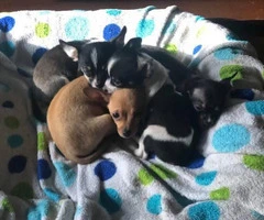 Chihuahuas for sale 2 boys and 3 girls - 4