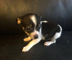 Chihuahuas for sale 2 boys and 3 girls - 5