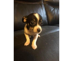 Chihuahuas for sale 2 boys and 3 girls - 6