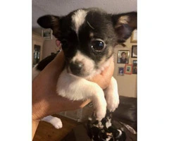 Chihuahuas for sale 2 boys and 3 girls - 7