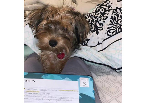 Male yorkie / shih tzu puppy