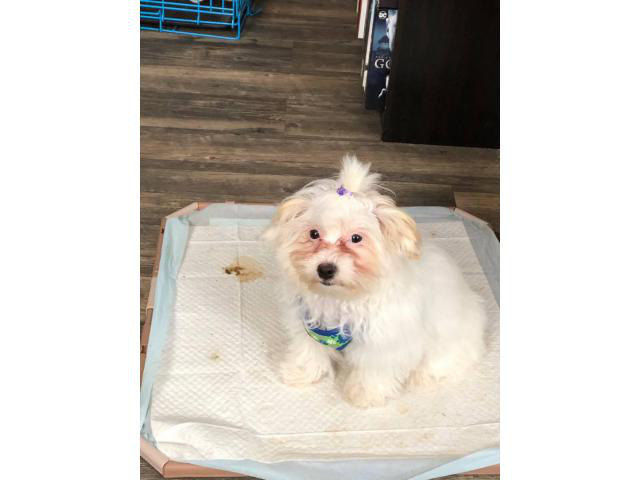 White Maltipoo Puppy for Sale Ripley - Puppies for Sale Near Me