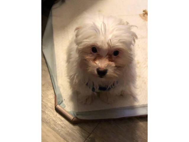 White Maltipoo Puppy for Sale in Ripley, West Virginia - Puppies for Sale Near Me