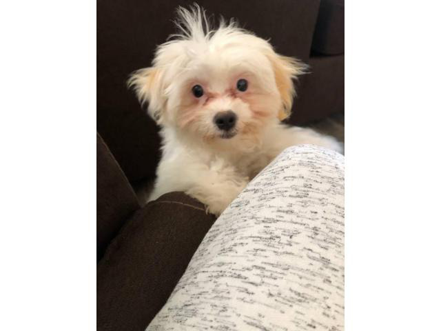 White Maltipoo Puppy for Sale Ripley - Puppies for Sale Near Me
