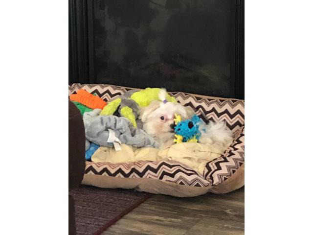 White Maltipoo Puppy for Sale in Ripley, West Virginia