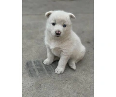 8 Huskies Puppies Nice gift for Christmas - 6