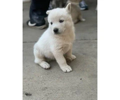 8 Huskies Puppies Nice gift for Christmas - 10