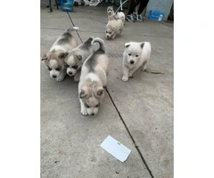 8 Huskies Puppies Nice gift for Christmas - 13
