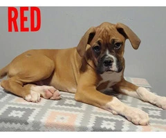 Purebred AKC Boxer puppies available