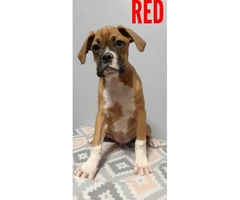 Purebred AKC Boxer puppies available - 2