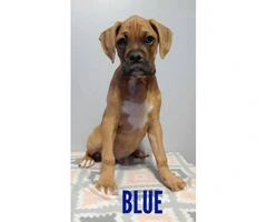 Purebred AKC Boxer puppies available - 3
