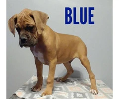 Purebred AKC Boxer puppies available - 4