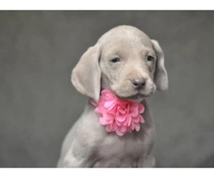 Beautiful weimaraner puppies available for Thanks Giving - 2