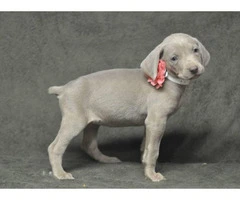 Beautiful weimaraner puppies available for Thanks Giving - 3