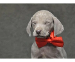 Beautiful weimaraner puppies available for Thanks Giving - 4