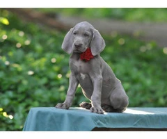 Beautiful weimaraner puppies available for Thanks Giving - 5