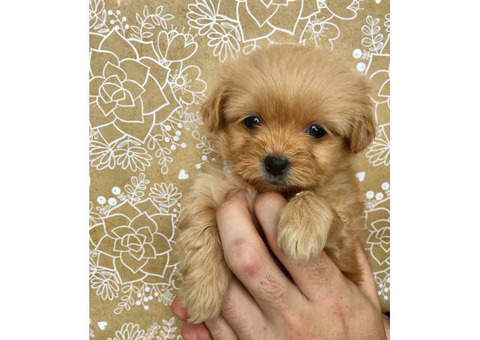 3 female Shiranian puppies available