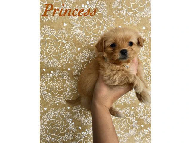 3 female Shiranian puppies available - 3/10