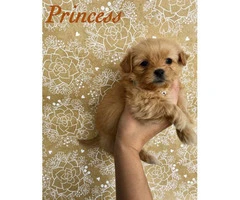 3 female Shiranian puppies available - 3