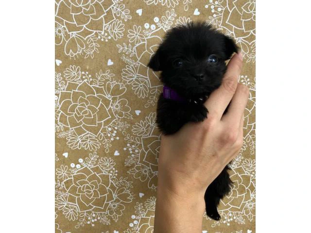 3 female Shiranian puppies available - 4/10