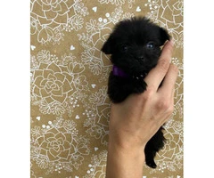 3 female Shiranian puppies available - 4