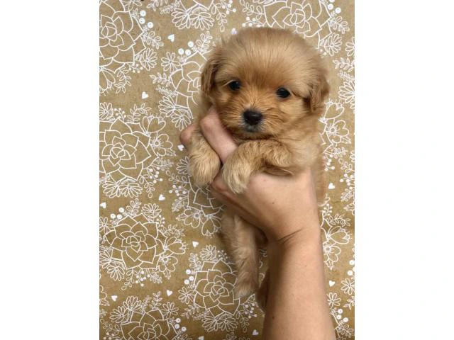3 female Shiranian puppies available - 7/10