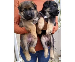 2 Females left  German Shepherd puppies
