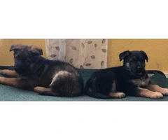 2 Females left  German Shepherd puppies - 3
