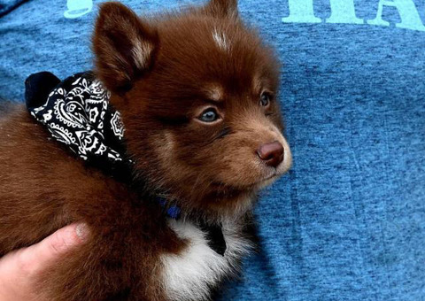 10 weeks old F2 Pomsky puppy for sale